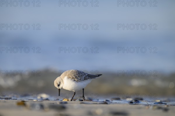 Sanderling (Calidris alba) on a sandy beach looking for food among mussels, Heligoland,