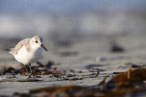 Sanderling (Calidris alba) on a sandy beach looking for food among mussels and seaweed, Heligoland,