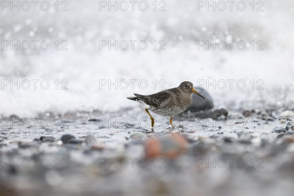 A colour-ringed common sandpiper (Calidris maritima) ringed with colour rings on its legs stands in