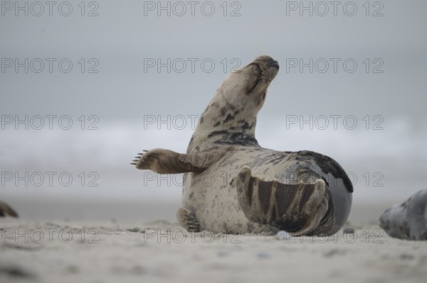 A grey seal (Halichoerus grypus) rests relaxed on the beach, with the background of the calm sea,