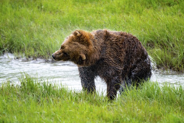 Brown bear (Ursus arctos) shaking water out of its fur after a bath in the river, spring, Alaska,
