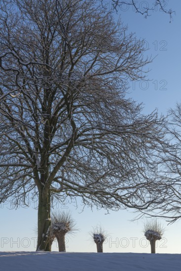 Large and small trees in winter snow in Holtenau, against the sky, tree trunk, branches, nature,