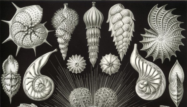 Foraminifera, protists, Rhizaria, calcifying protozoa, important for the formation of coral reefs,