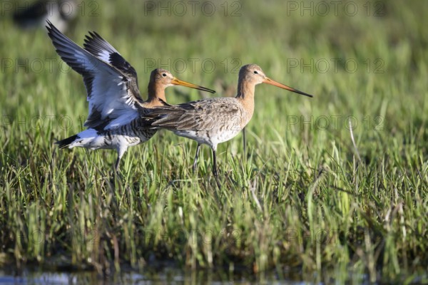 Two black-tailed godwits (Limosa limosa) standing in a meadow close to each other in front of