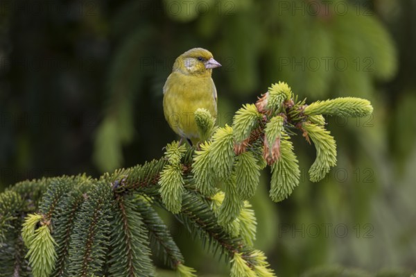 A male greenfinch (Chloris chloris) sitting on a branch, the fresh green of the spruce shoots