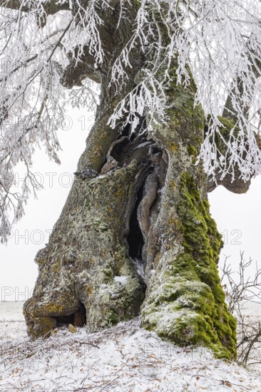 A distinctive linden tree with hoarfrost in the Swabian Jura. The Lindele natural monument in
