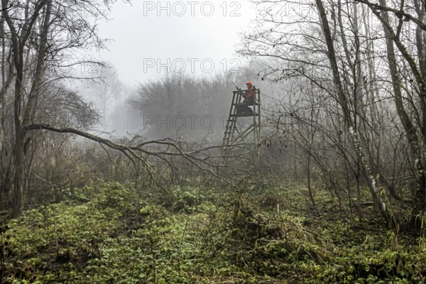 Driven hunting in Schönbuch. In autumn, hunters go hunting for wild boar and deer. Drivers in
