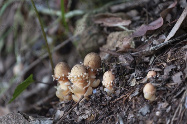 Daytime close up of mycorrhizal fungi (Balanophora fungosa) growing beside a hiking trail at