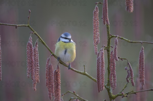 A blue tit (Cyanistes caeruleus) sits on a branch of a hazel tree (Corylus avellana) surrounded by