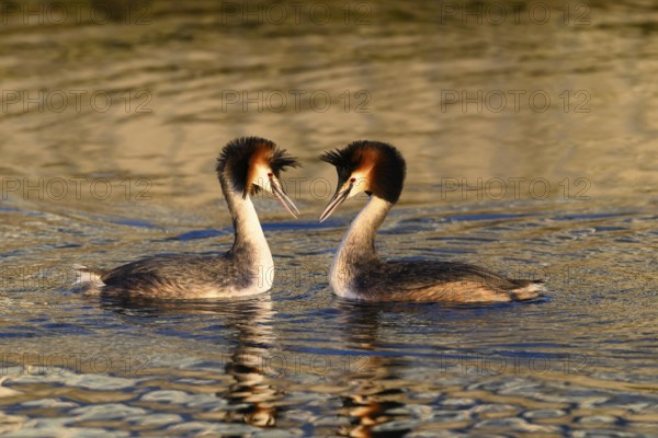 A mating pair of great crested grebes (Podiceps Scalloped ribbonfish) swimming close together in