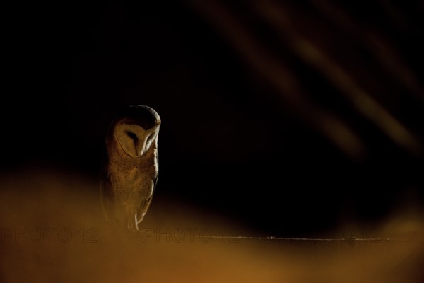 A barn owl (Tyto alba) sits in a dark environment and radiates a mysterious atmosphere, East