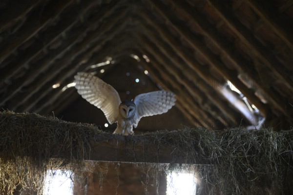 A barn owl (Tyto alba) lands with outstretched wings in the loft of an old barn surrounded by hay