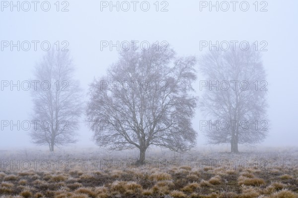 Birches in winter Rehdener Geestmoor in fog, Diepholzer Moorniederung, Rehden, Lower Saxony,