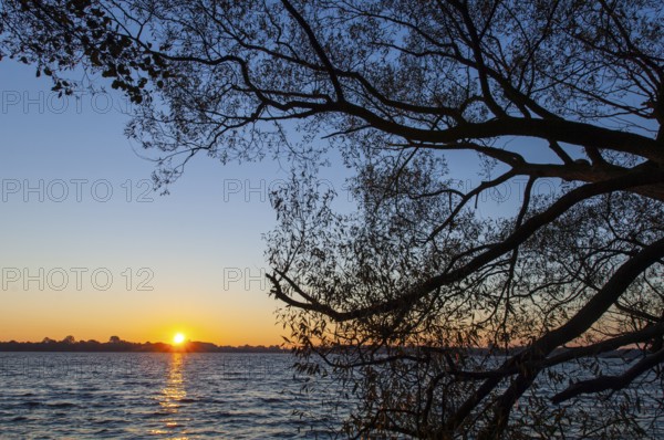 Shore of Schaalsee at Sonneuafgang mit Baum, Zarrentin, Mecklenburg-Western Pomerania, Germany