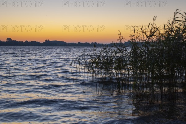 Shore of Schaalsee near Sonneuafgang with reeds, Zarrentin, Mecklenburg-Western Pomerania, Germany