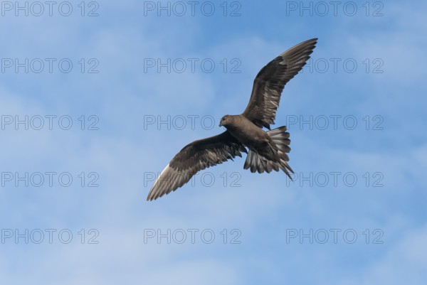 Parasitic skua (Stercorarius parasiticus), Lauvsnes, Nord-Trondelag, Norway