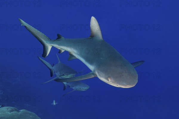Underwater photo of small group of three Grey reef sharks (Carcharhinus amblyrhynchos) swimming