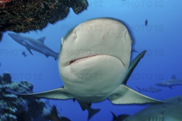 Underwater photo close-up of large Grey reef shark (Carcharhinus amblyrhynchos) swimming over coral