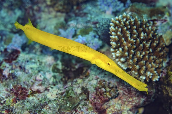 Underwater photo close-up of yellow Chinese trumpetfish (Aulostomus chinensis), Indian Ocean,