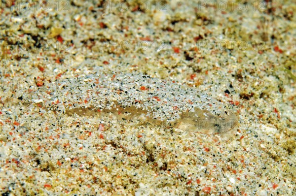 Underwater photo Extreme close-up of very small juvenile flatfish Butt (Bothus) in the centre of