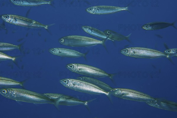 Underwater photo close-up of part of school of fish Atlantic European sardines (Sardina