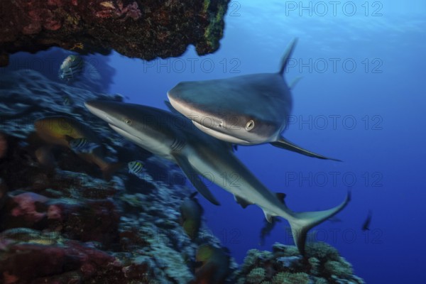 Underwater photo Close-up of two specimens Grey reef shark (Carcharhinus amblyrhynchos) Grey reef
