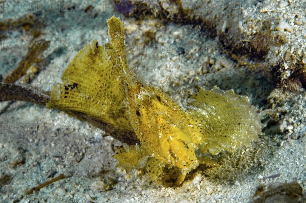 Typical behaviour of wobbegong fish (Taenianotus triacanthus) Lurking predator sways back and forth