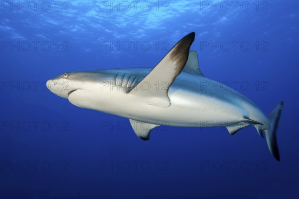 Large female Grey reef shark (Carcharhinus amblyrhynchos) Shark swimming below the surface through