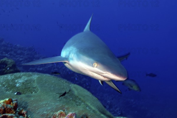 Underwater photo close-up of Grey reef shark (Carcharhinus amblyrhynchos) swimming over coral reef
