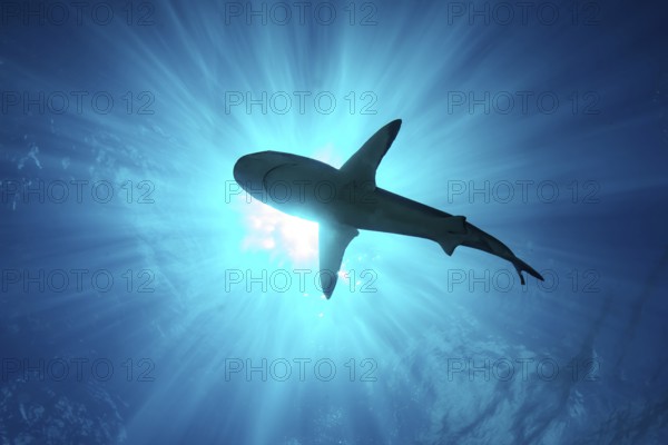 Underwater photo backlit shot with silhouette of large shark (Carcharhinus) swimming below sea