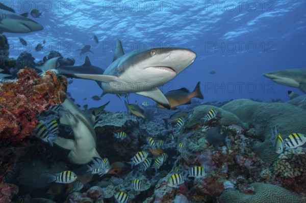 Underwater photo of Grey reef shark (Carcharhinus amblyrhynchos) large predator chases prey in