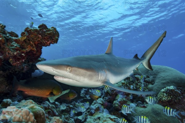 Underwater photo close-up of Grey reef shark (Carcharhinus amblyrhynchos) large predatory fish