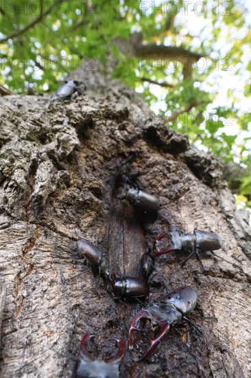 Several black stag beetles (Lucanus cervus) sucking sugary plant sap at a so-called leak site on a