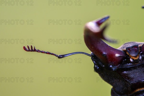 Close-up of a stag beetle (Lucanus cervus) with distinctive antennae and brown colour tones on a