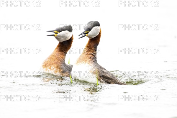 Two red-necked grebes (Podiceps grisegena) mating on a light-coloured water surface against a white