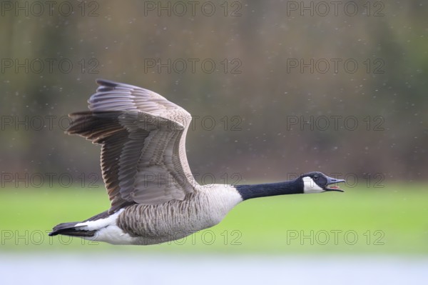 A Canada goose (Branta canadensis) in flight against a blurred green landscape and light raindrops,