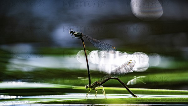 Velsen, Warendorf, North Rhine-Westphalia, Germany, Two dragonflies sitting on a blade of grass