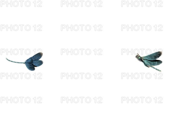 Two blue-winged damselflies (Calopteryx virgo (Linnaeus, 1758) flying in front of a white