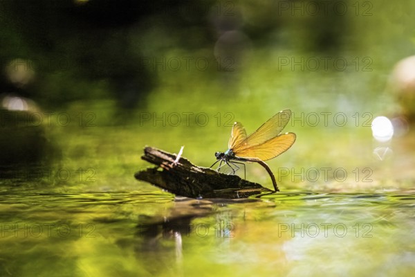 A female blue-winged damselfly (Calopteryx virgo (Linnaeus, 1758) sits on a branch and lays her