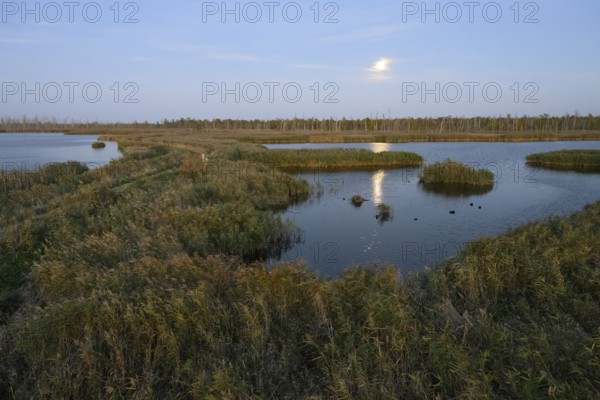 Wide moor landscape with water areas and reeds under moonlight, Anklamer Stadtbruch, Bugewitz,