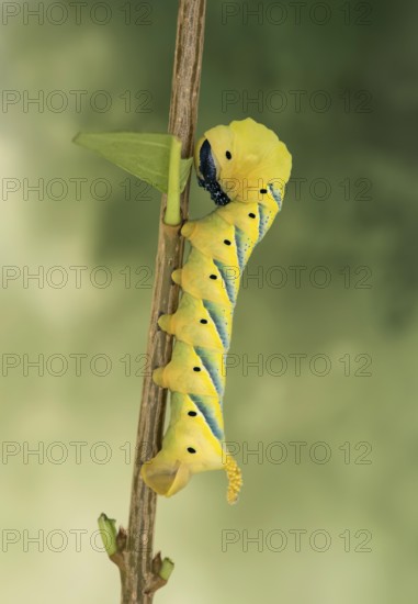 Caterpillar of the death's-head hawkmoth (Acherontia atropos) on a privet branch, Valais,