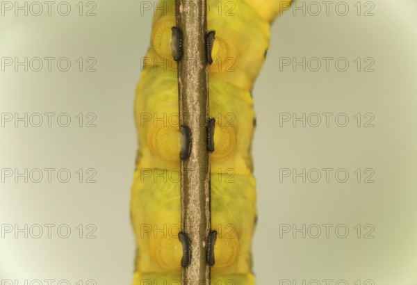 Close-up of three pairs of abdominal feet, Proleg, of the caterpillar of the death's head hawkmoth