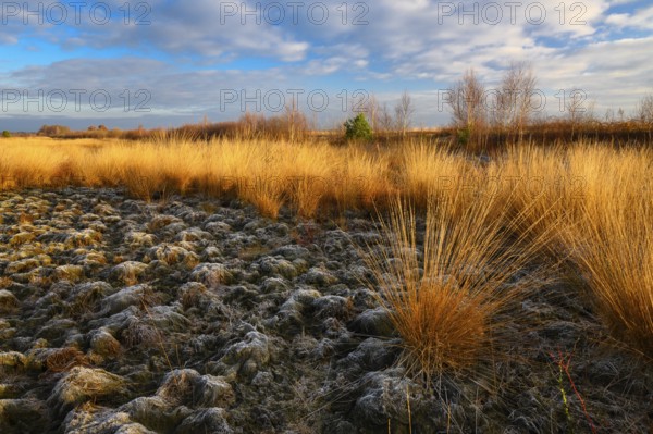 Wide, wintry Goldenstedt moor with pipe grass in the evening light, Goldenstedt, Lower Saxony,