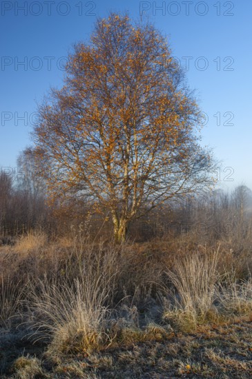 Birch (Betula) in the wintery Rehdener Geestmoor in the Diepholzer Moorniederung, Rehden, Lower