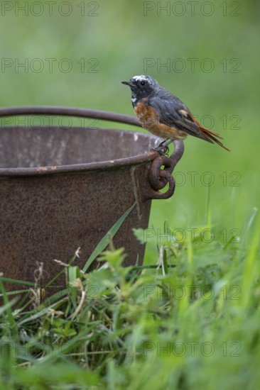 Redstart (Phoenicurus phoenicurus), Vechta, Lower Saxony, Germany