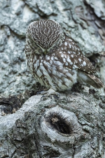 Steinkauz, Athene noctua, Vechta, Lower Saxony, Germany