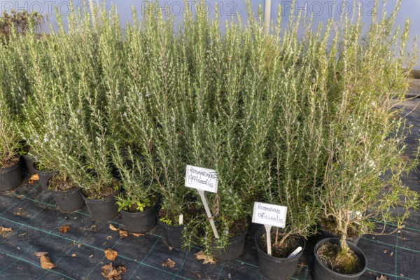 Rosmarinus Fastigiatus plants on display, Swann's nursery garden centre, Bromeswell, Woodbridge,