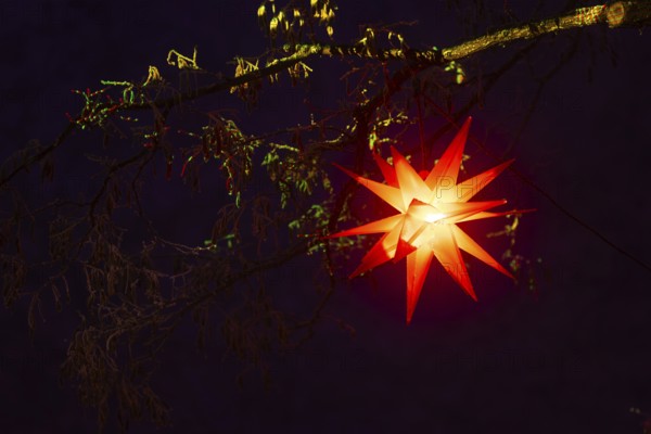 Shining stars on a tree, Raunacht, winter, Waldburg Castle, Waldburg, Allgäu, Baden-Württemberg,