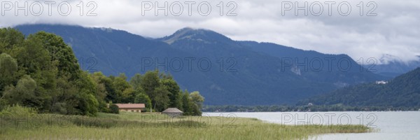 Banks of Tegernsee, reed grass, forest and boathouses on the lake, Gmund, Tegernsee, Upper Bavaria,