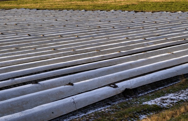 White film prevents purple and green asparagus heads, controls the start of harvest, asparagus,
